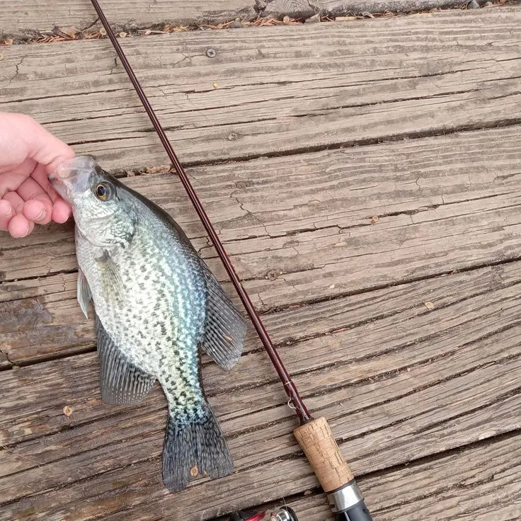 Black crappie caught on Fishbrain