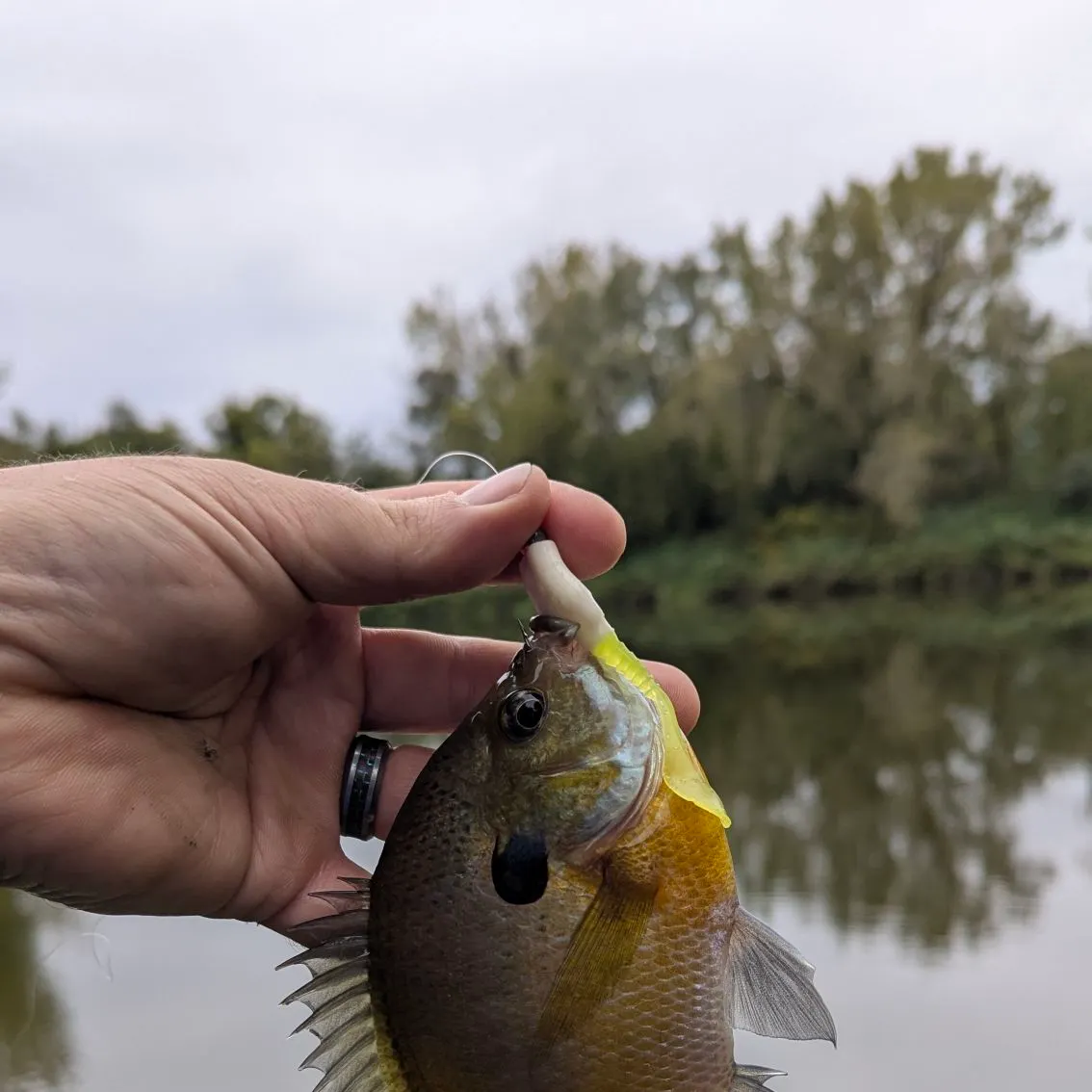 Bluegill caught on Fishbrain