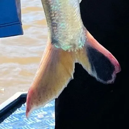 The most recent Dorada catches on Fishbrain