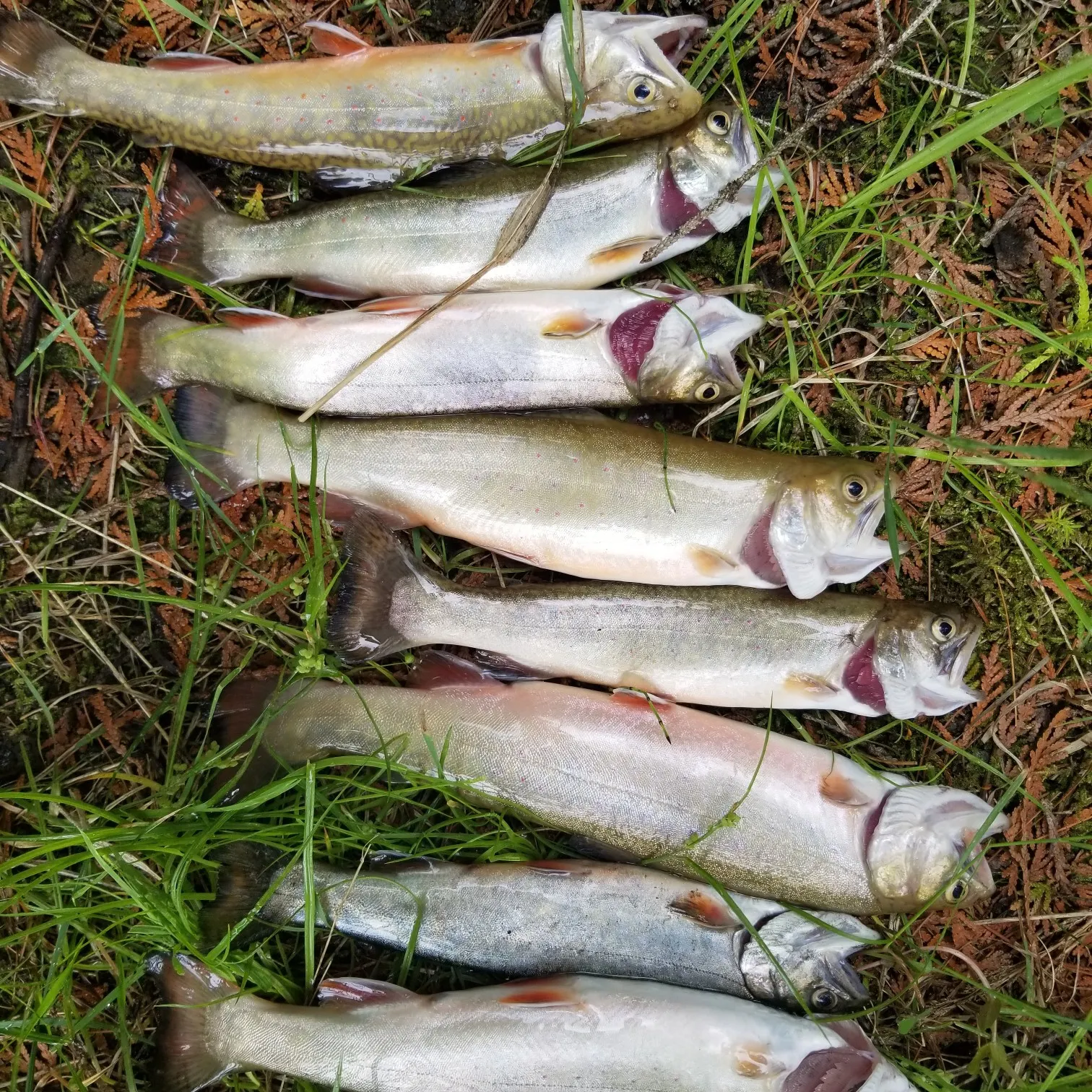 recently logged catches
