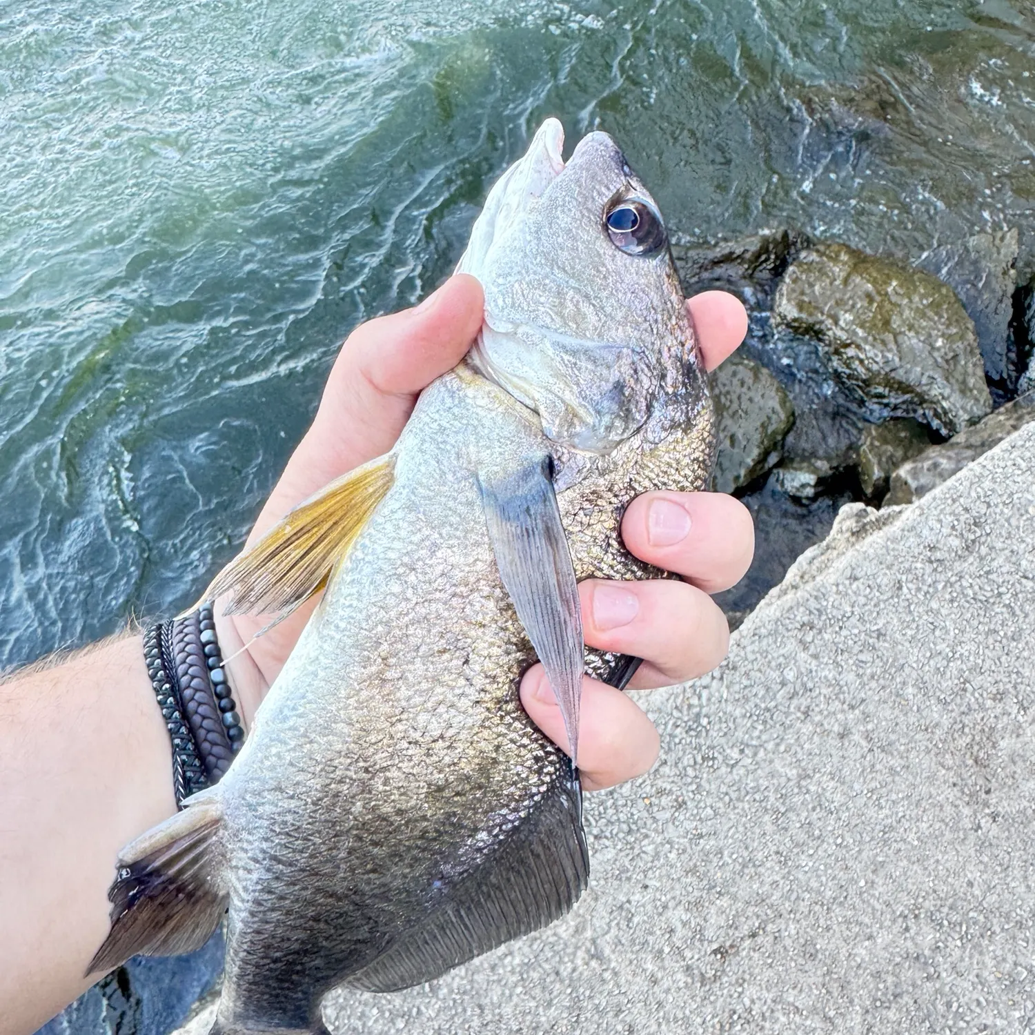 Freshwater drum caught on Fishbrain