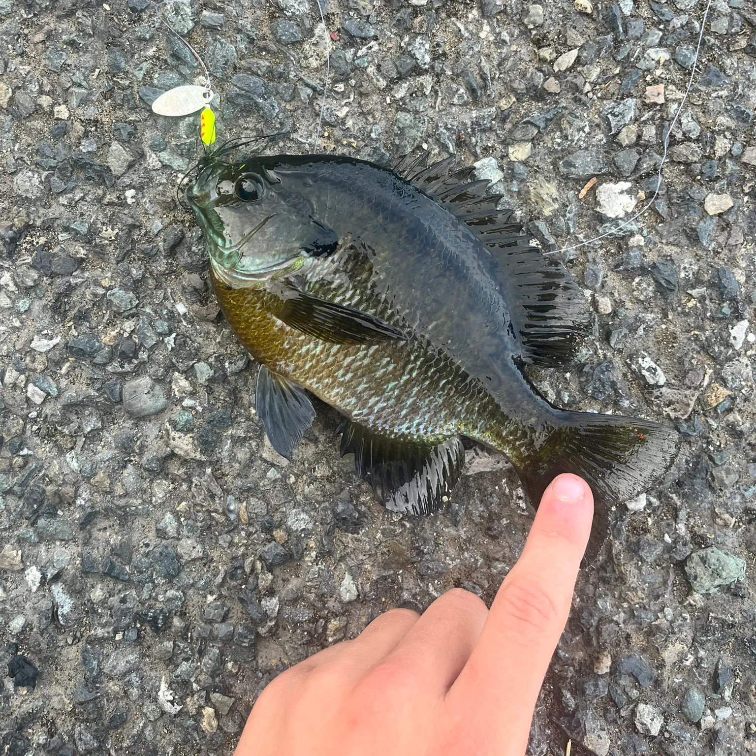recently logged catches