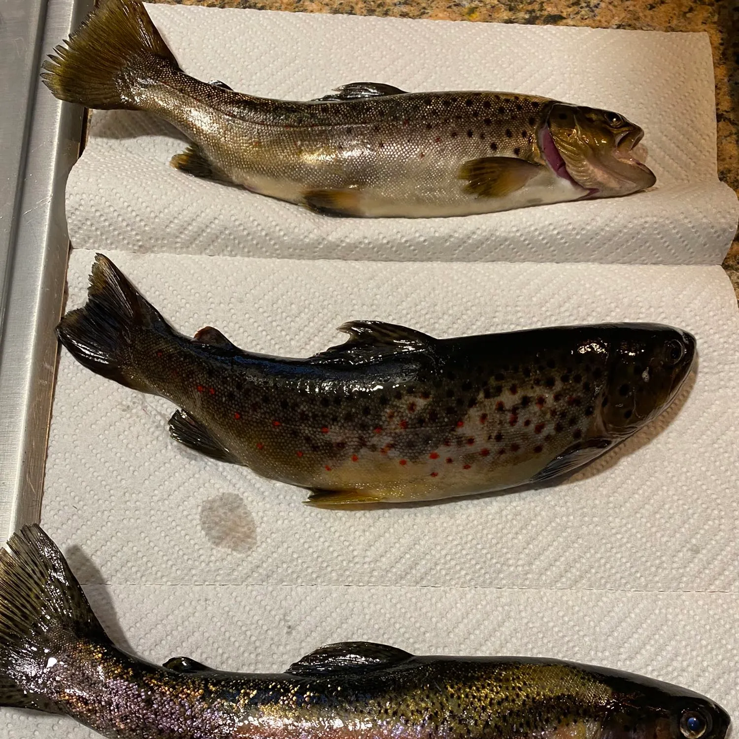 recently logged catches