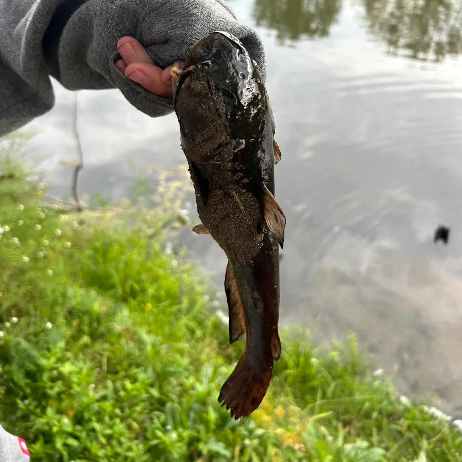 Spotted bullhead caught on Fishbrain