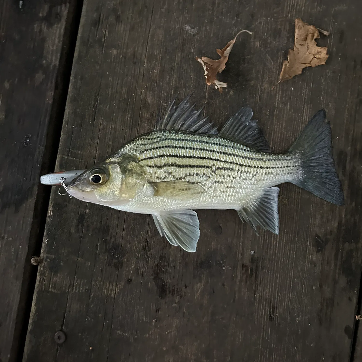 White bass caught on Fishbrain