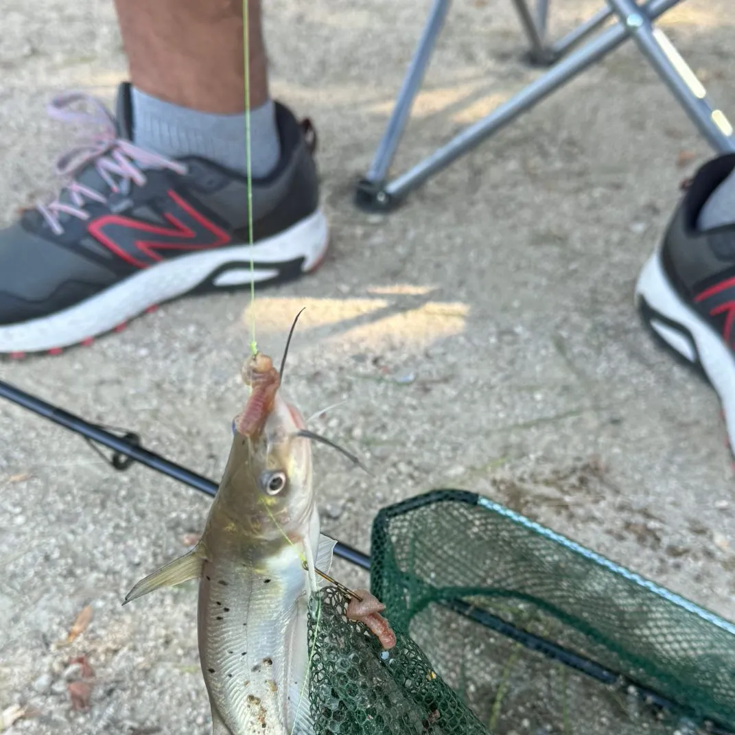 Channel catfish caught on Fishbrain