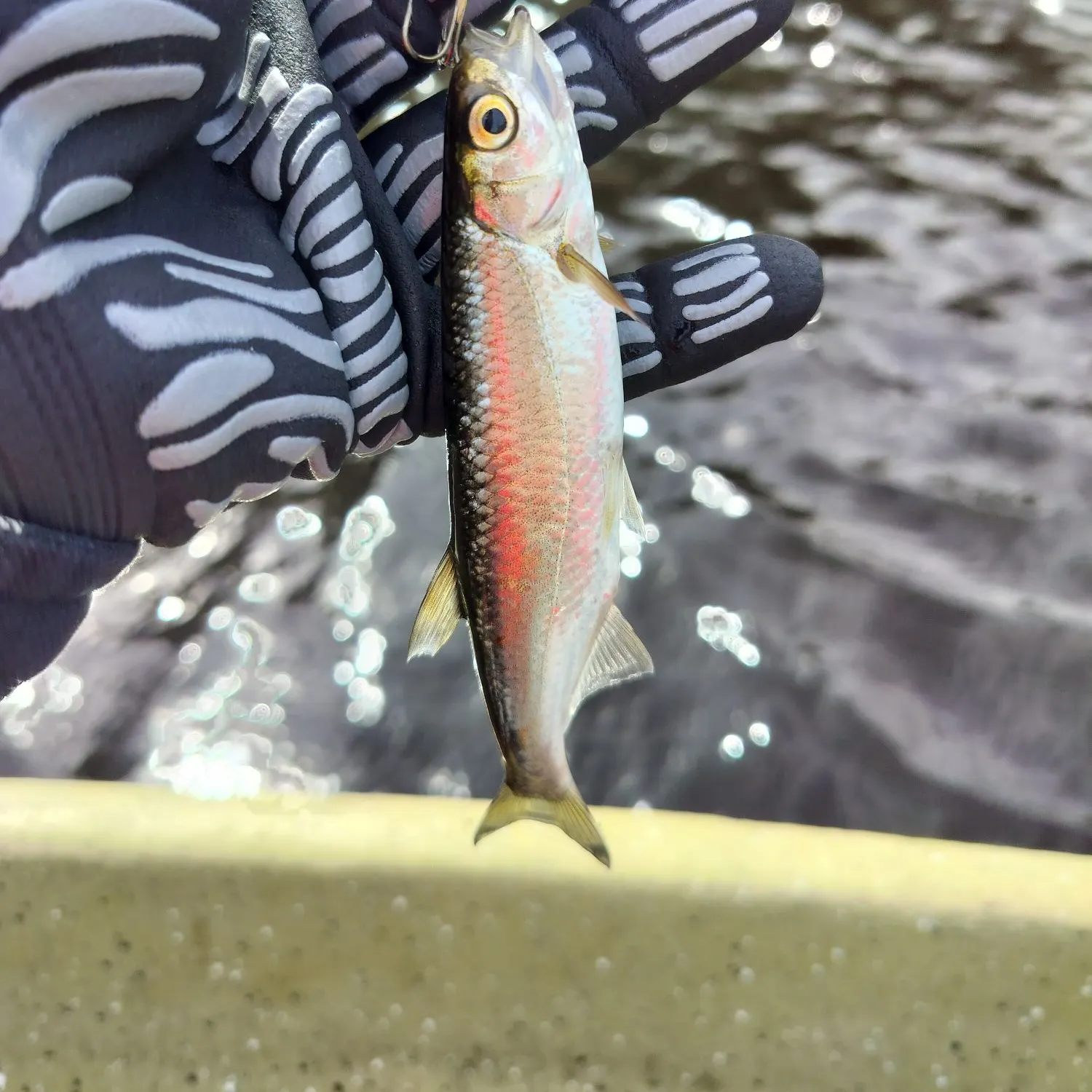 The most recent Atlantic herring catches on Fishbrain