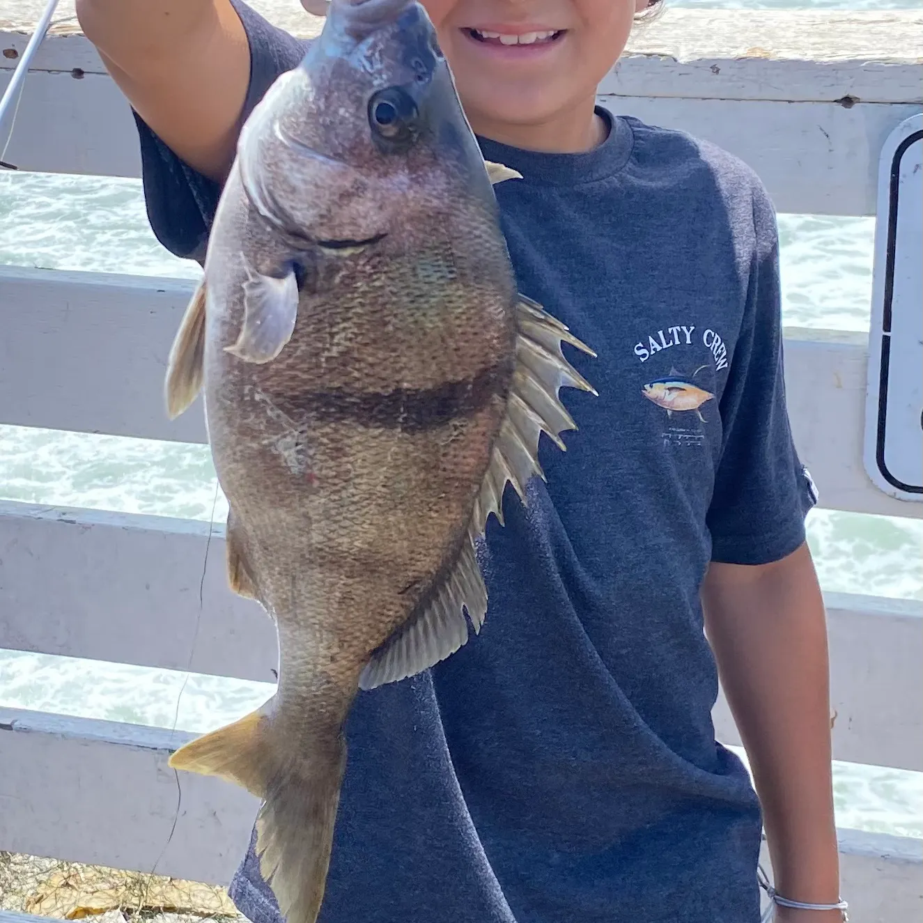 The most recent Sargo catches on Fishbrain