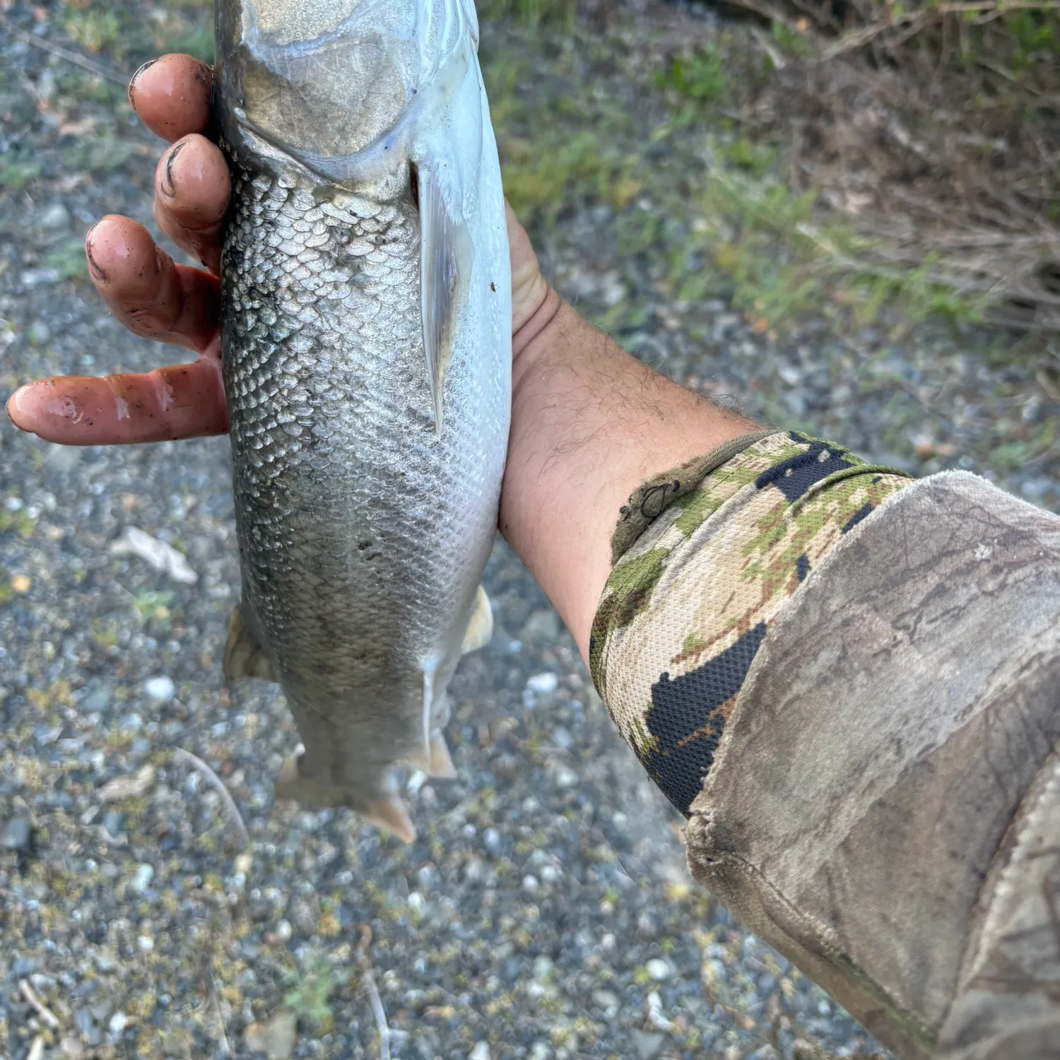 The most recent Sacramento pikeminnow catches on Fishbrain