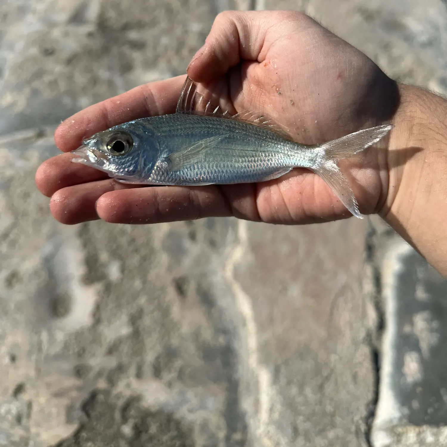 The most recent Slender mojarra catches on Fishbrain