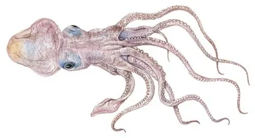 Baitfish