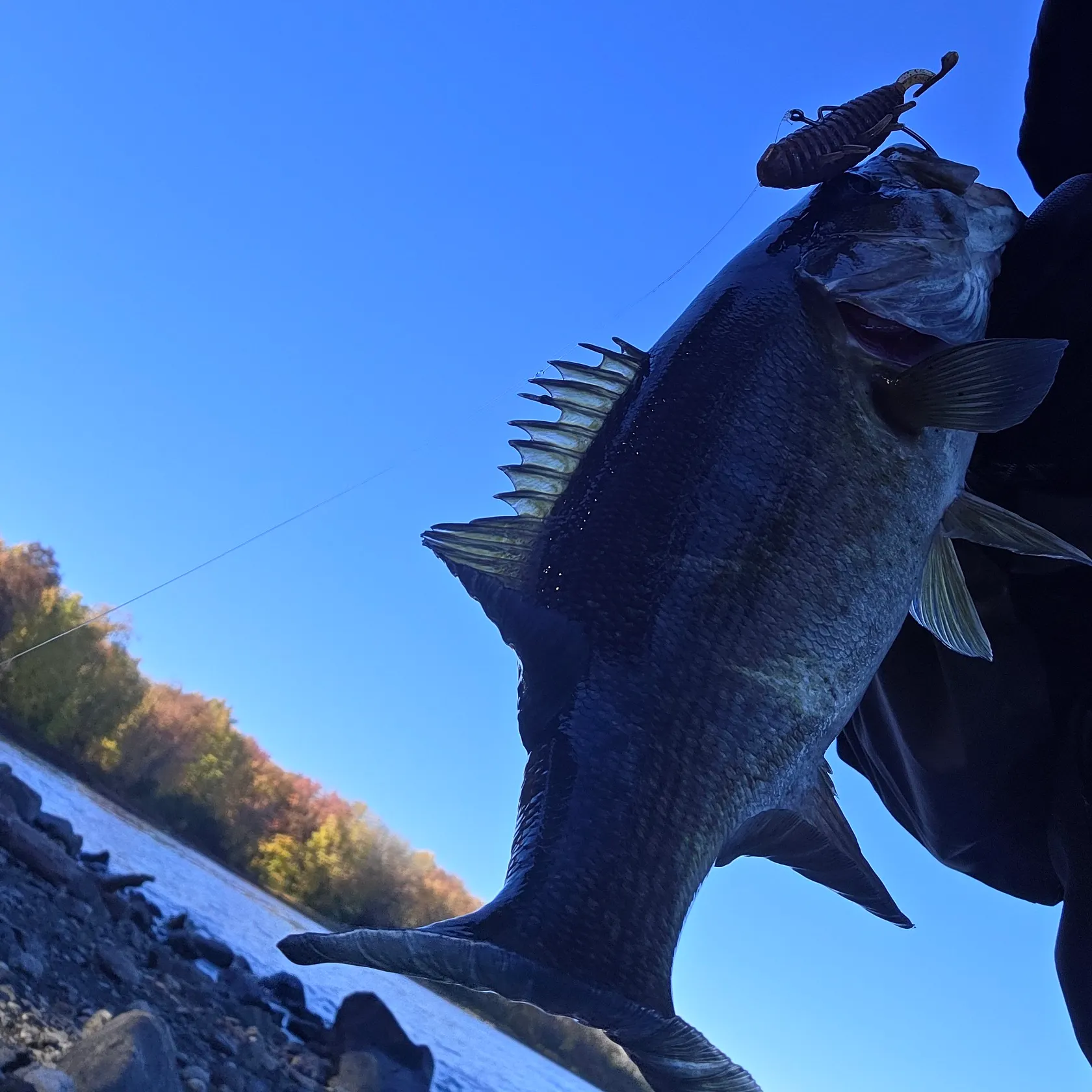 Smallmouth bass caught on Fishbrain