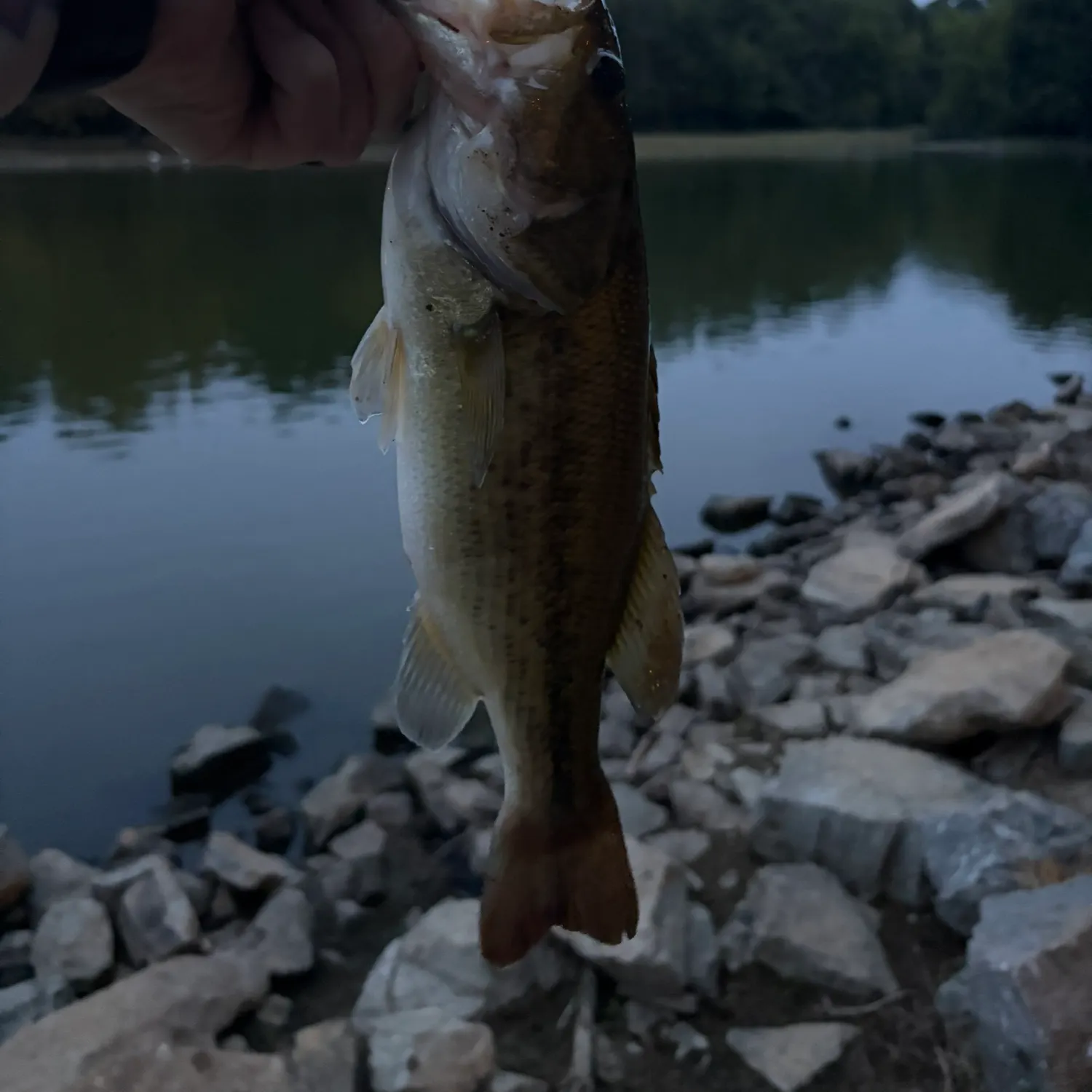 Largemouth bass caught on Fishbrain