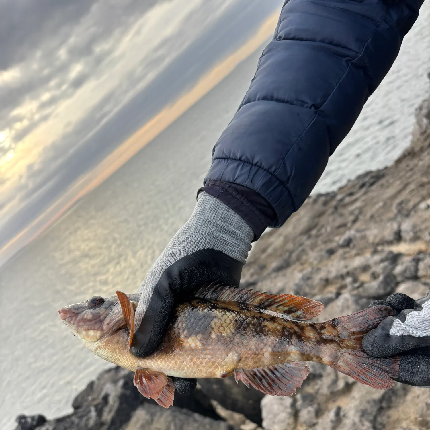 The most recent Ballan wrasse catches on Fishbrain