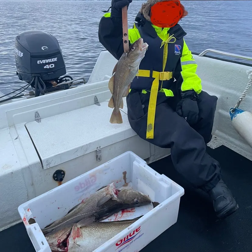 The most recent Atlantic cod catches on Fishbrain