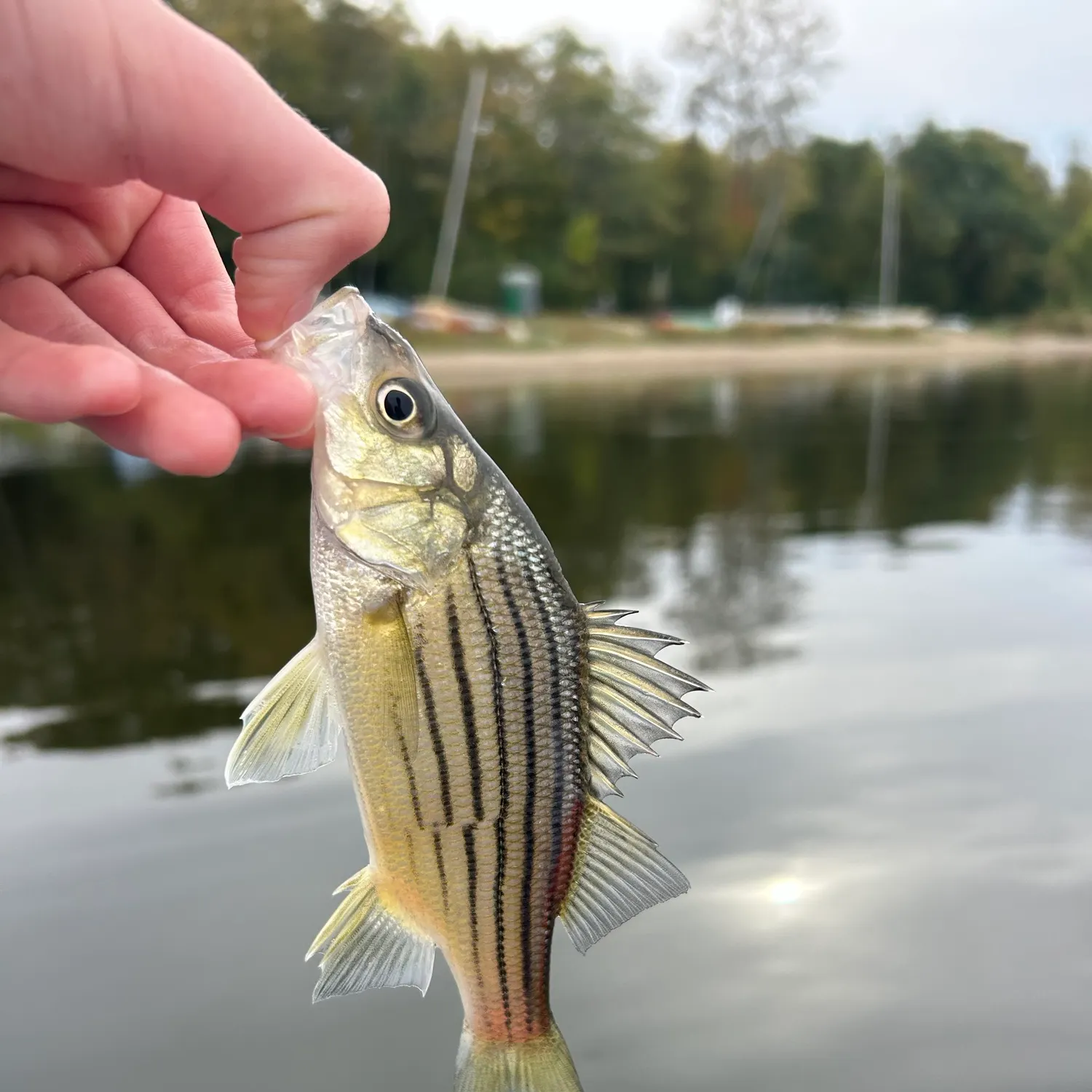 Yellow bass caught on Fishbrain