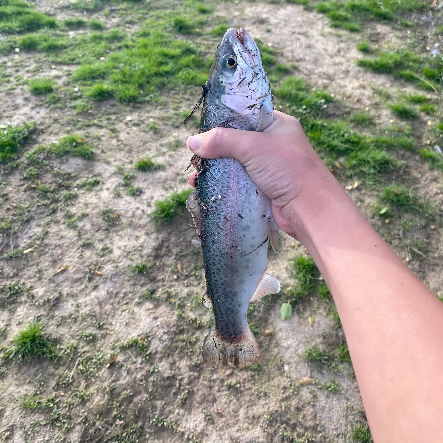 Rainbow trout caught on Fishbrain