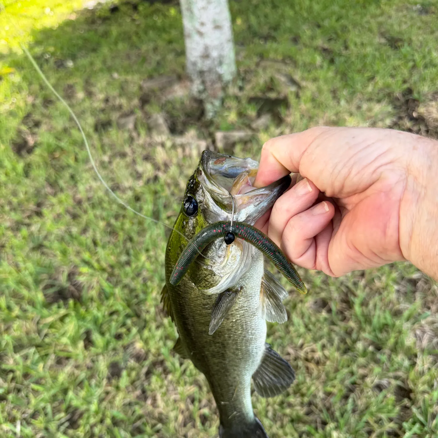 Florida bass caught on Fishbrain