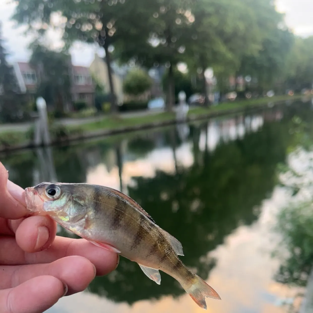 European perch caught on Fishbrain