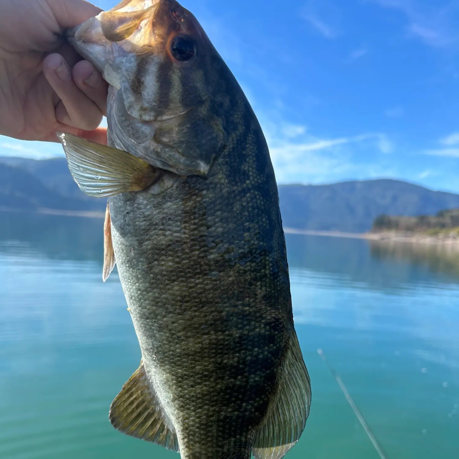 Smallmouth bass caught on Fishbrain