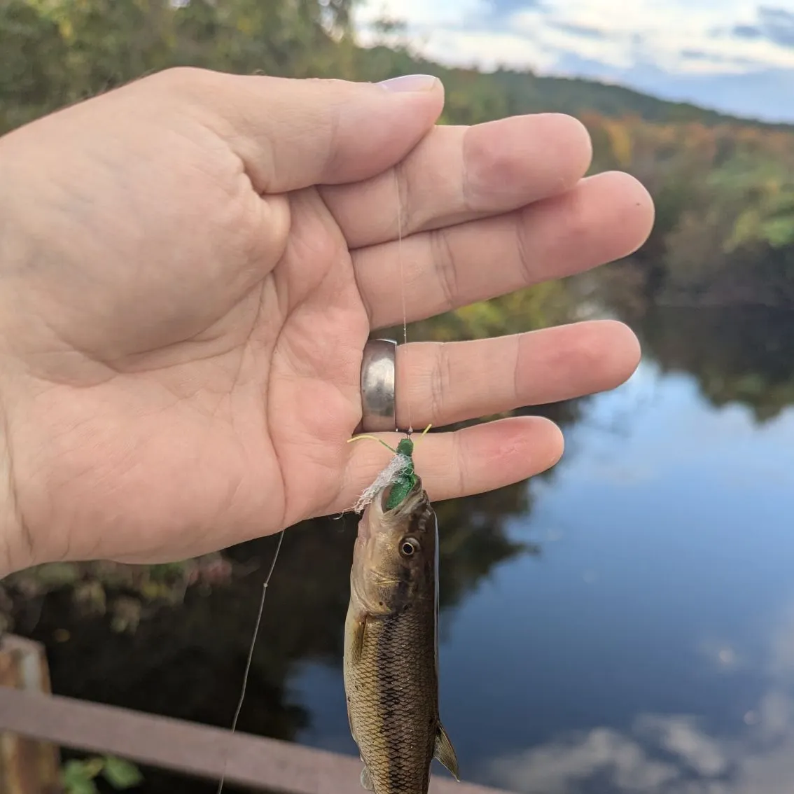 Creek chub caught on Fishbrain