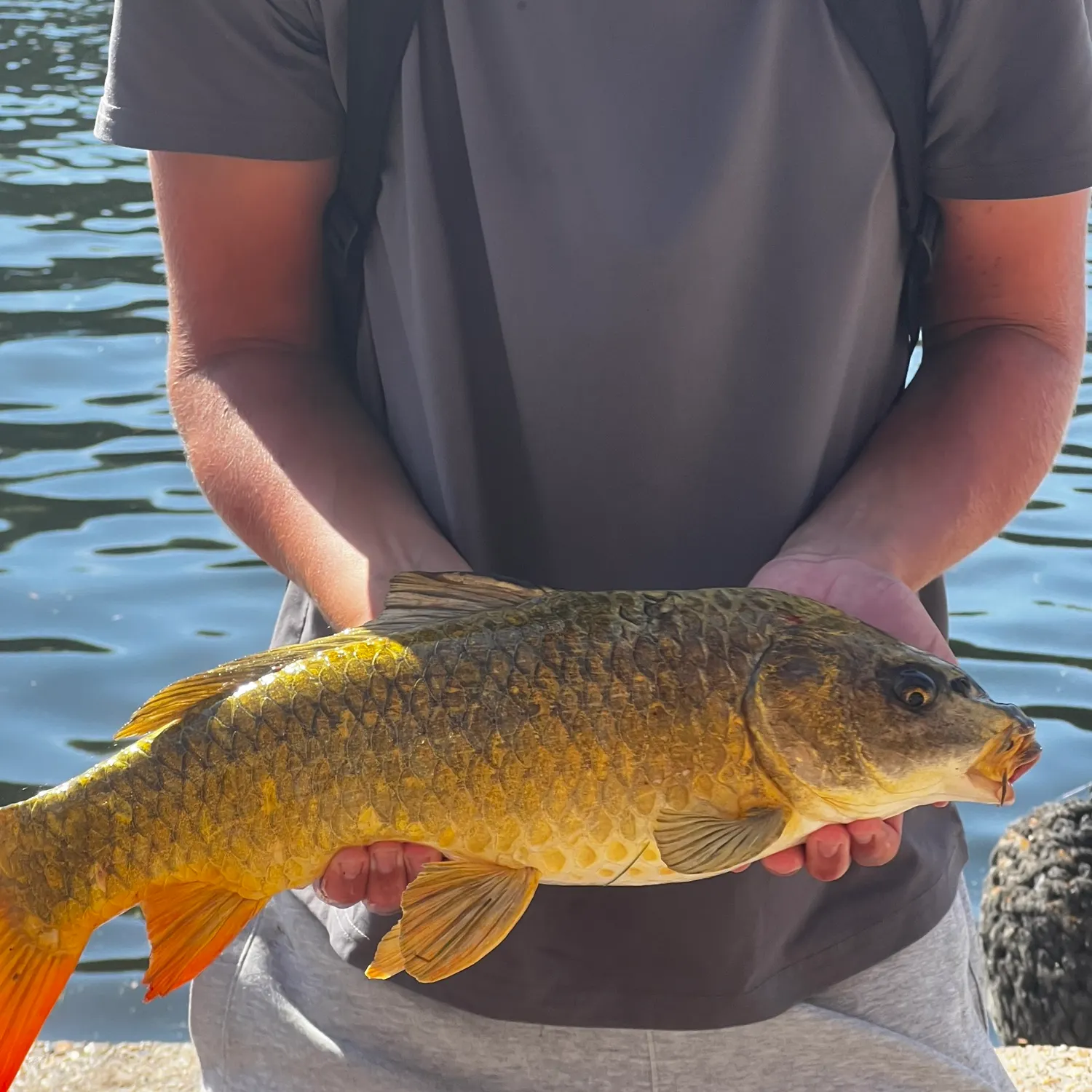 The most recent Koi x common carp catches on Fishbrain