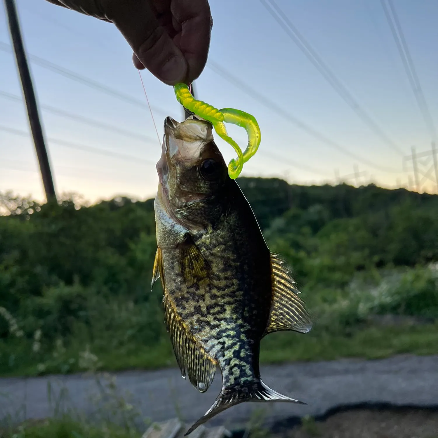 angler catch