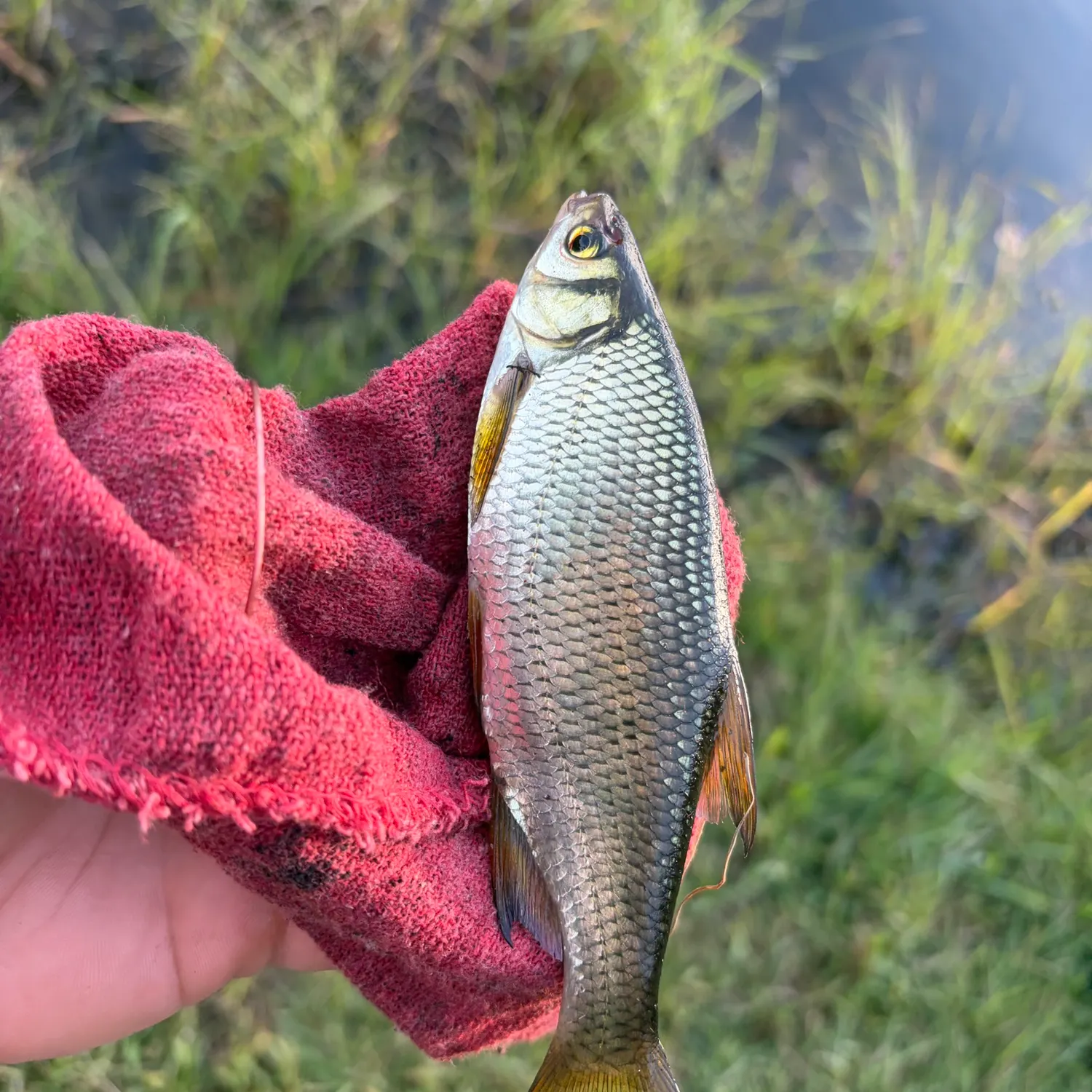 Golden shiner caught on Fishbrain