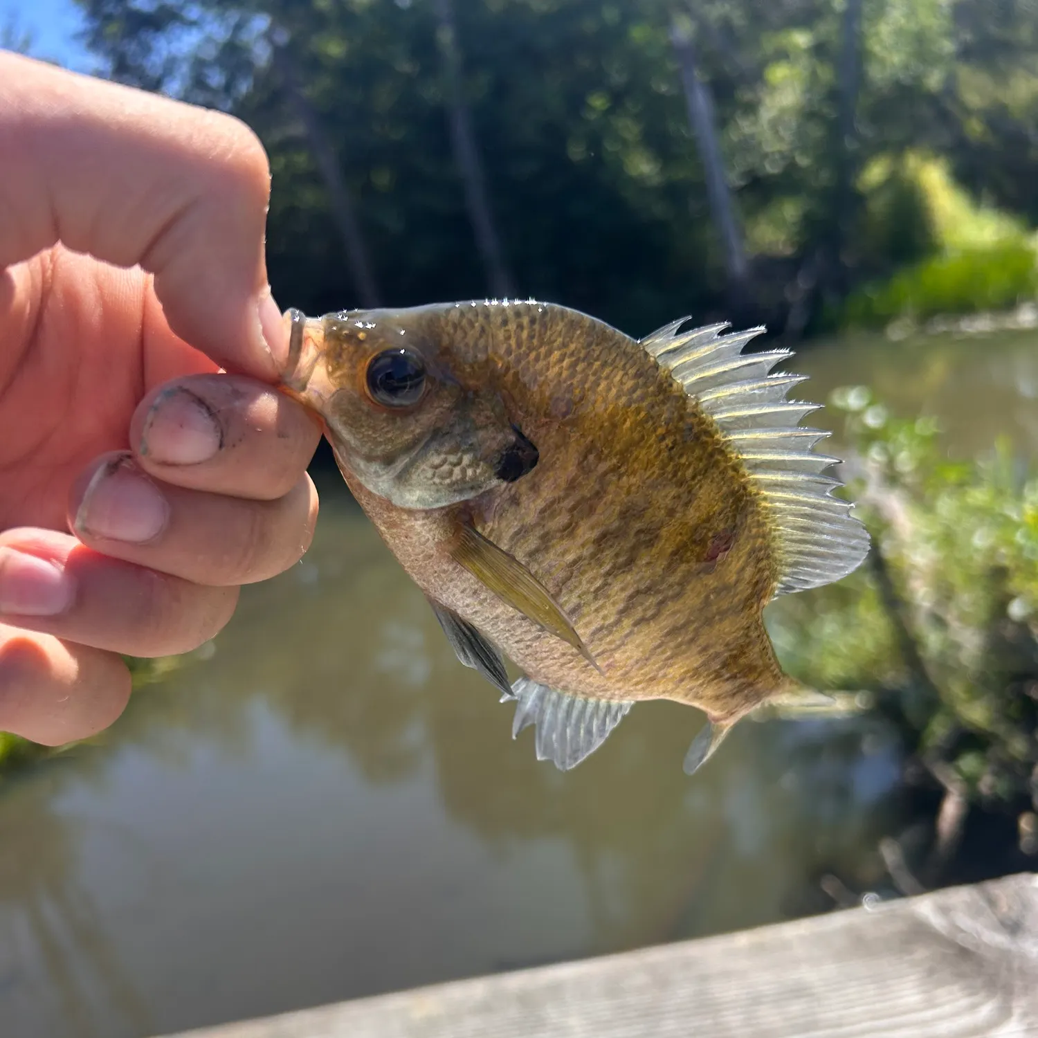Bluegill caught on Fishbrain