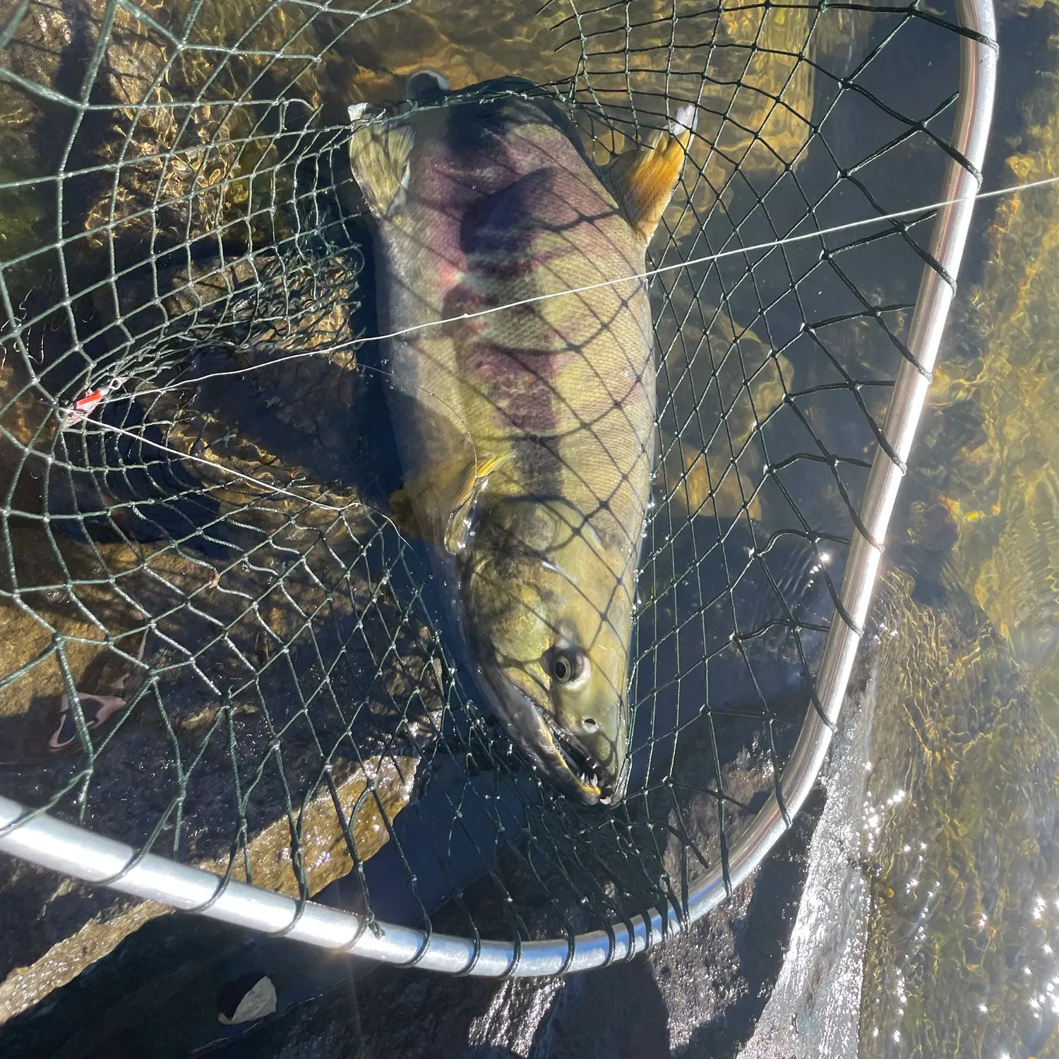 Chum salmon caught on Fishbrain