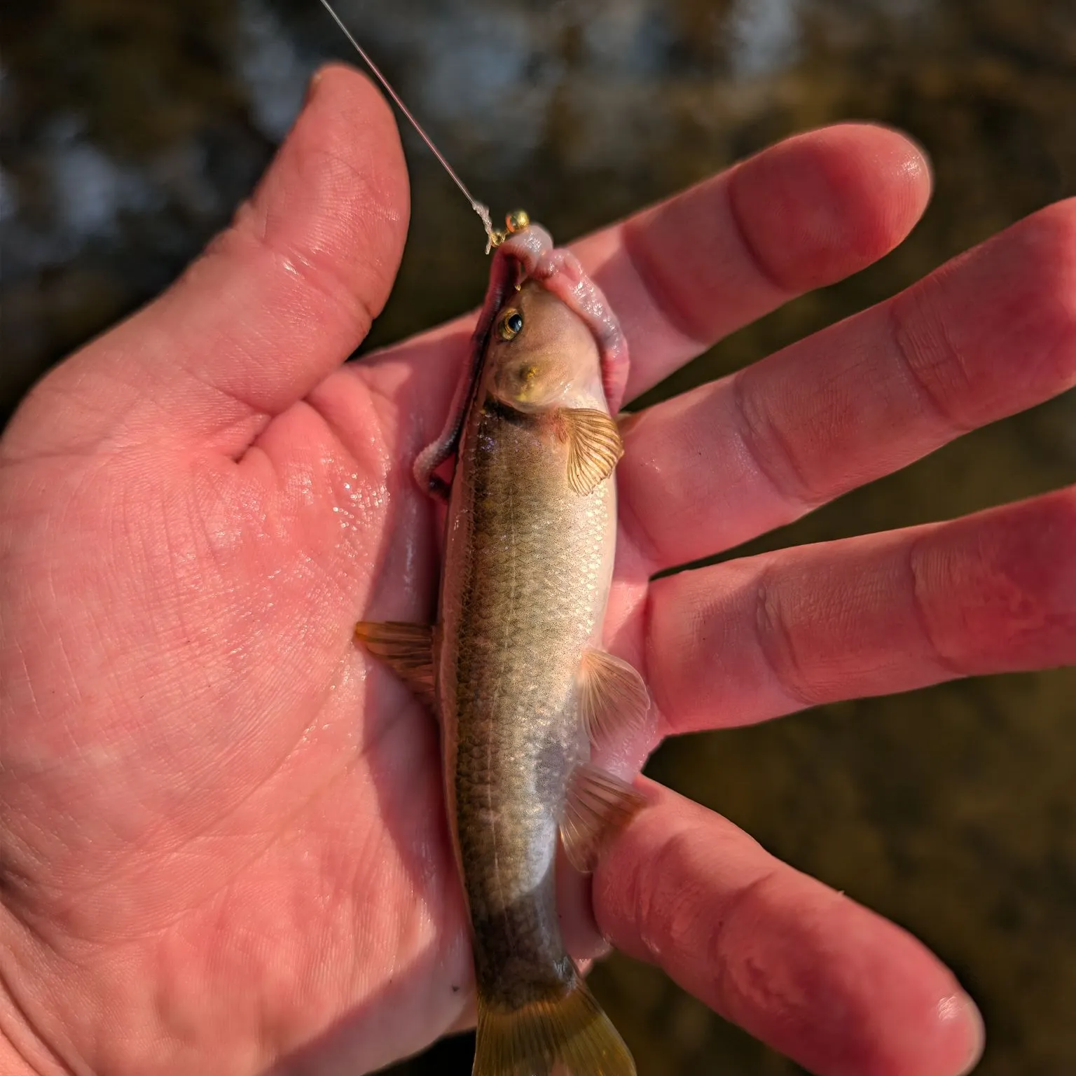 The most recent Cutlips minnow catches on Fishbrain