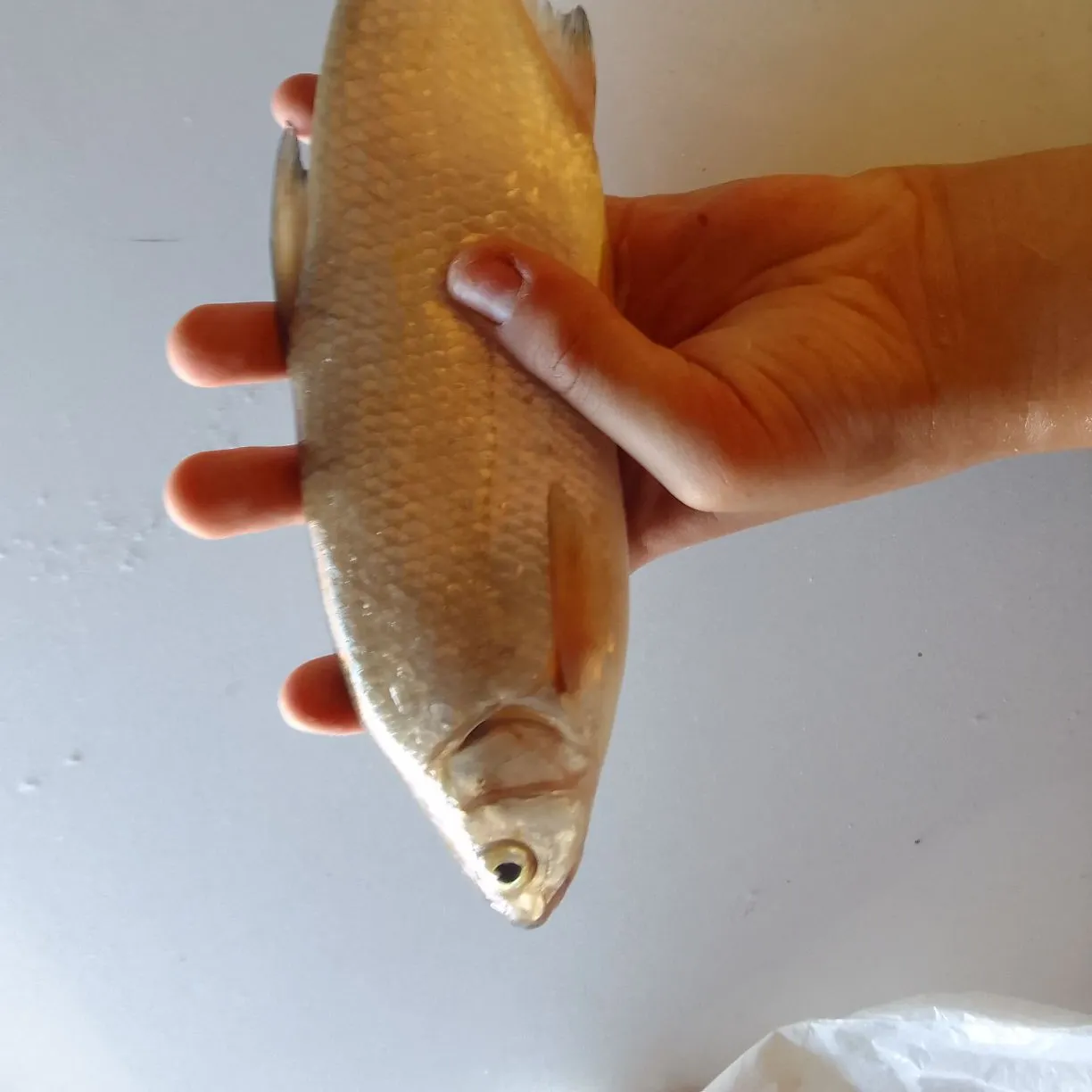 The most recent European bitterling catches on Fishbrain