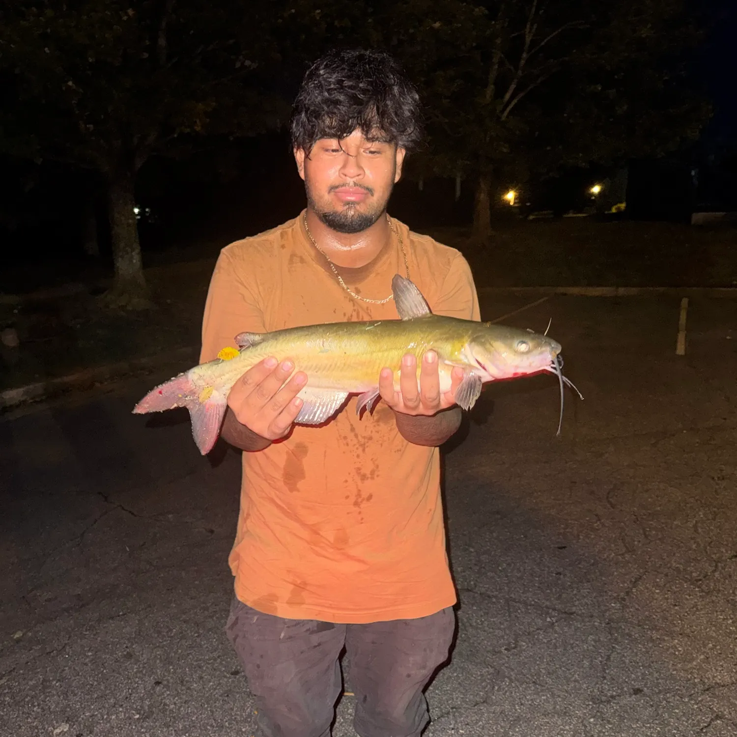 Channel catfish caught on Fishbrain