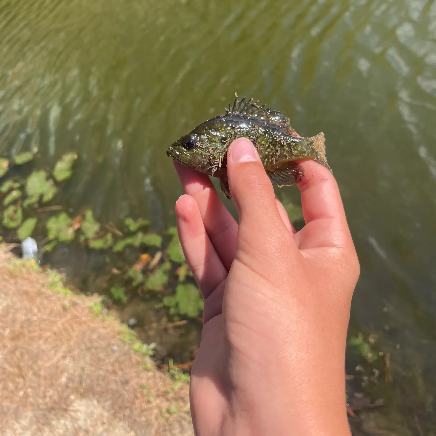 catch
