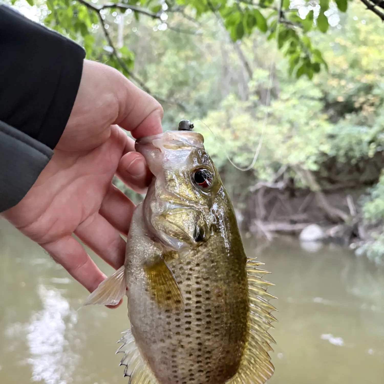 Rock bass caught on Fishbrain