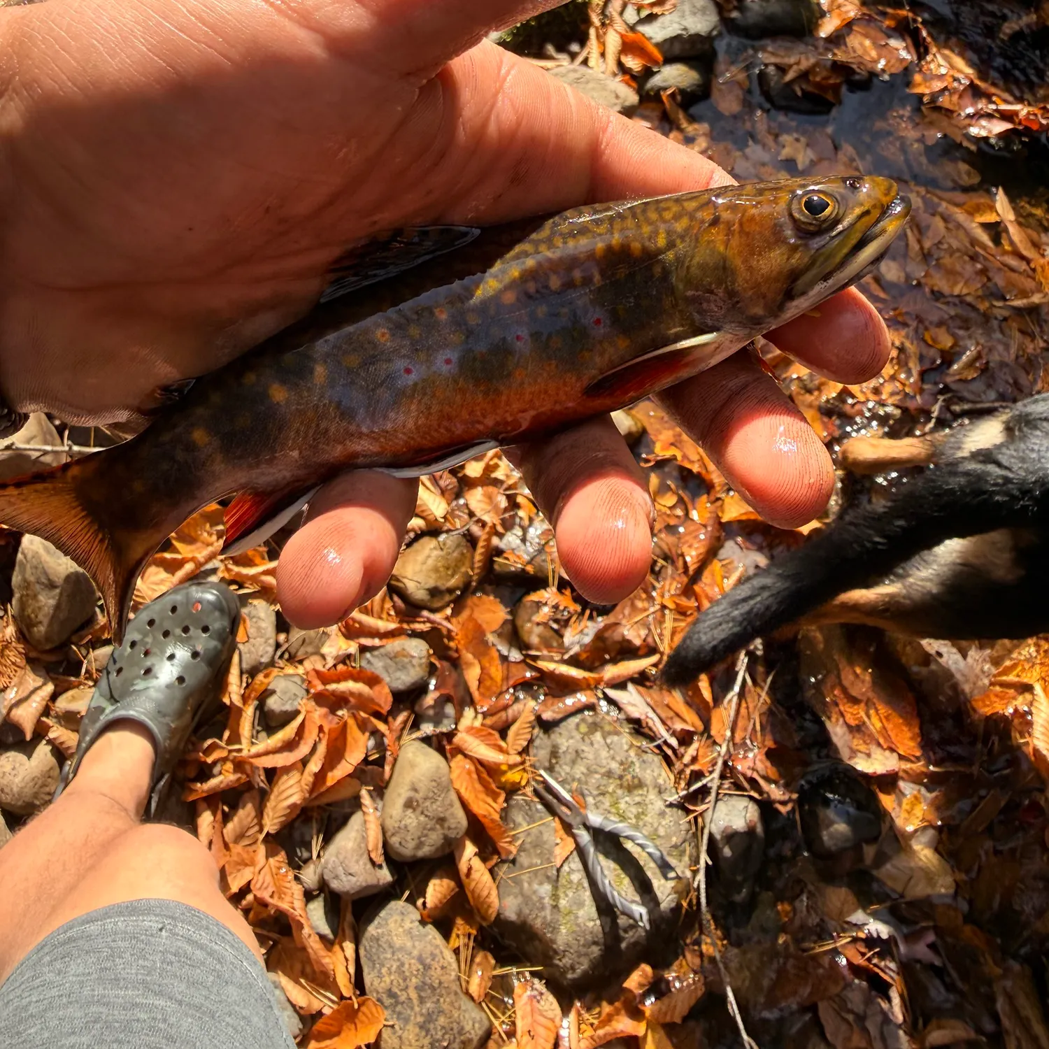 Brook trout caught on Fishbrain
