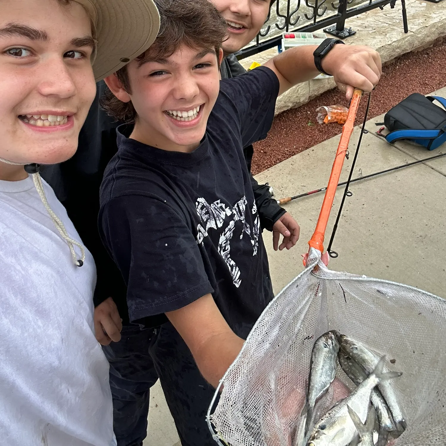 American gizzard shad caught on Fishbrain