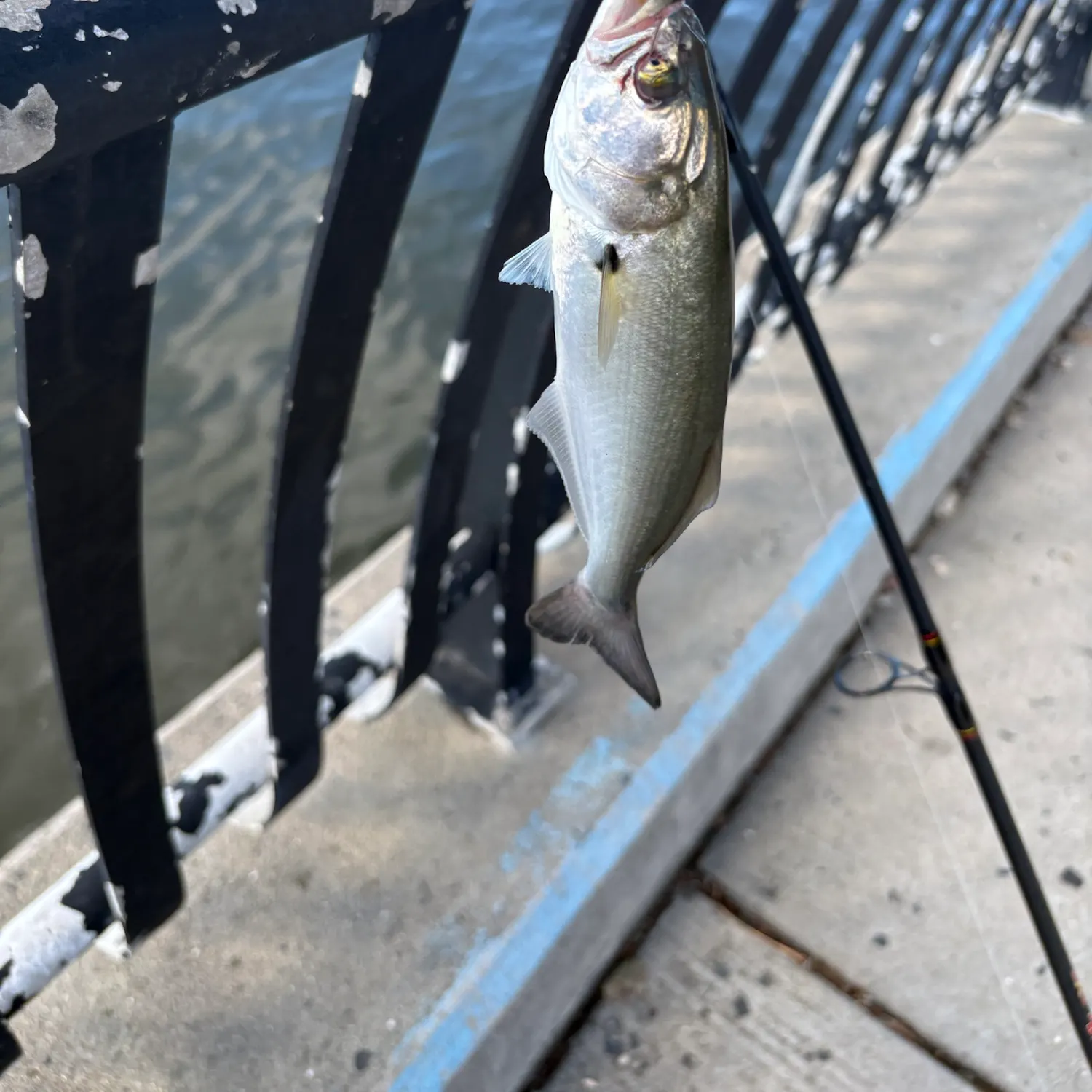 Bluefish caught on Fishbrain