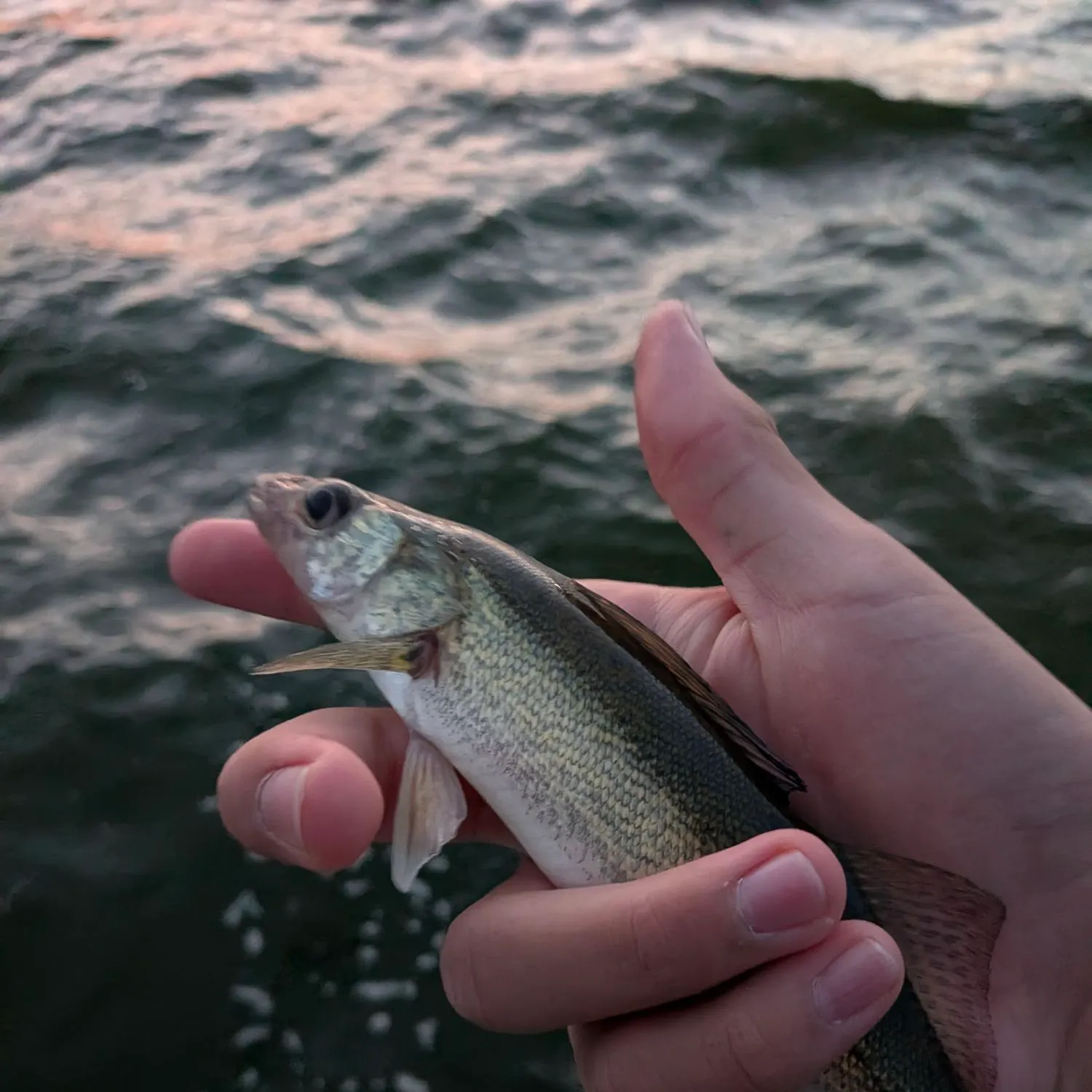 Walleye caught on Fishbrain