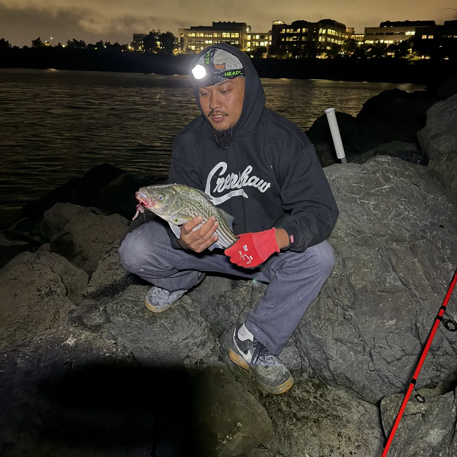 Striped bass caught on Fishbrain
