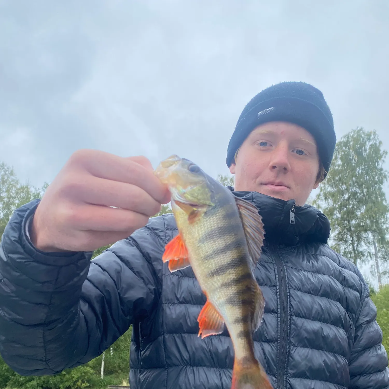 European perch caught on Fishbrain