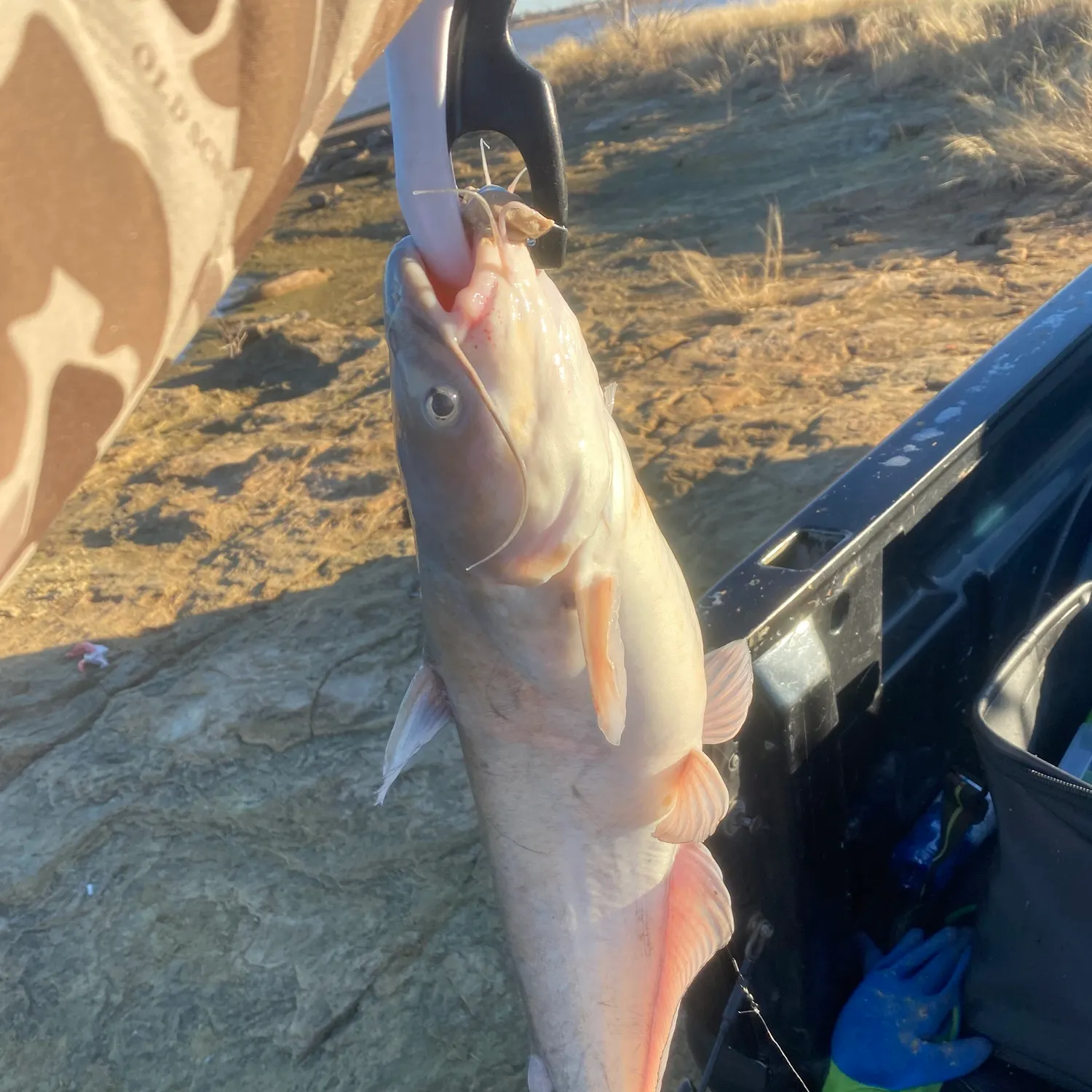 The most recent Blue catfish catches on Fishbrain