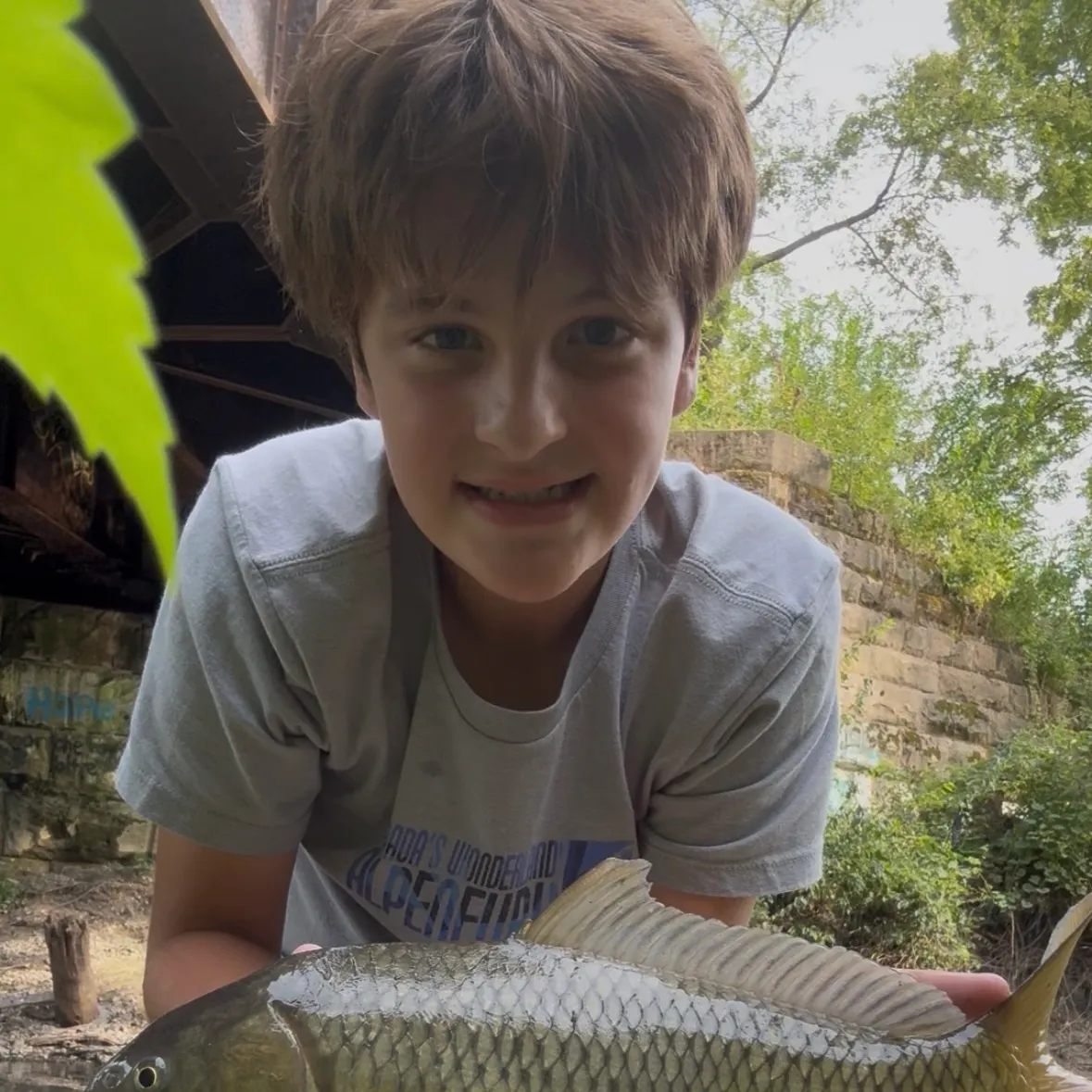 Common carp caught on Fishbrain