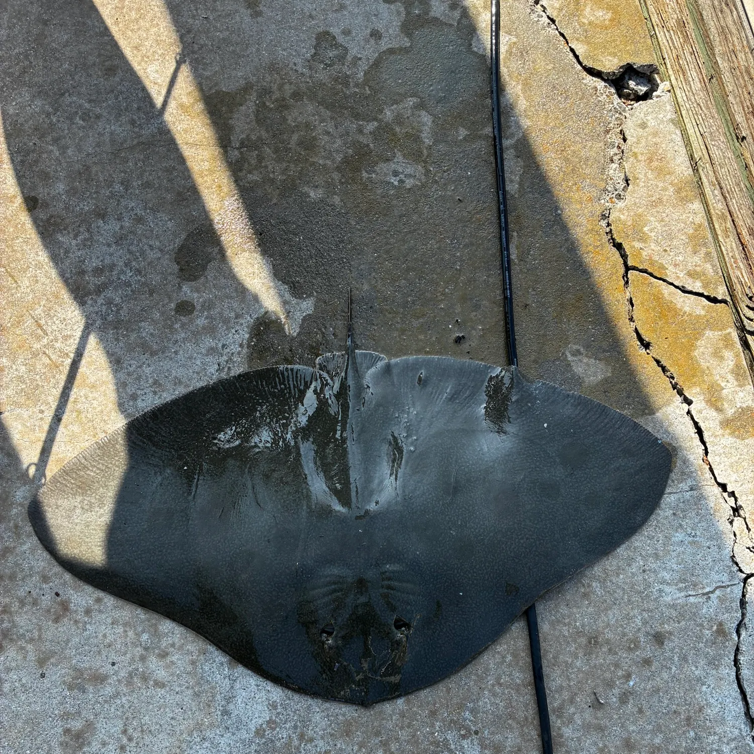 The most recent California butterfly ray catches on Fishbrain