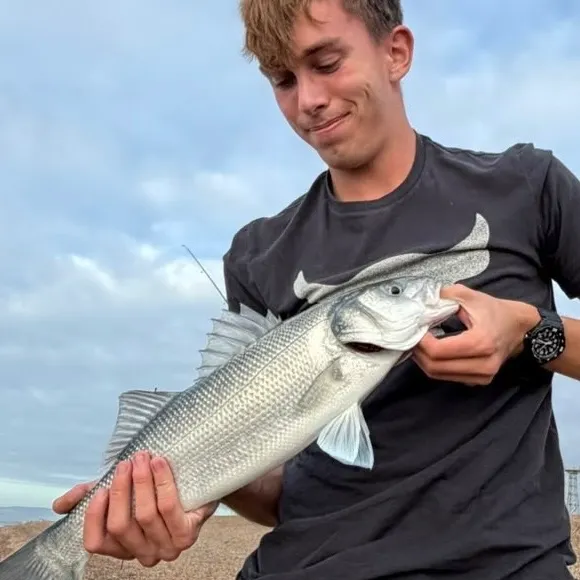 European seabass caught on Fishbrain