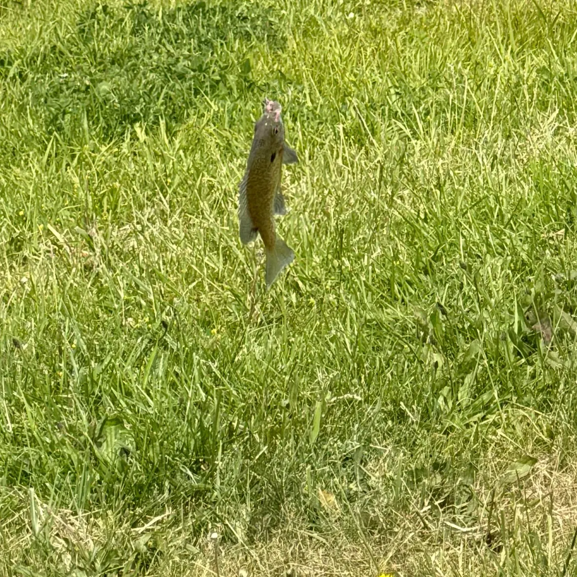 Bluegill caught on Fishbrain