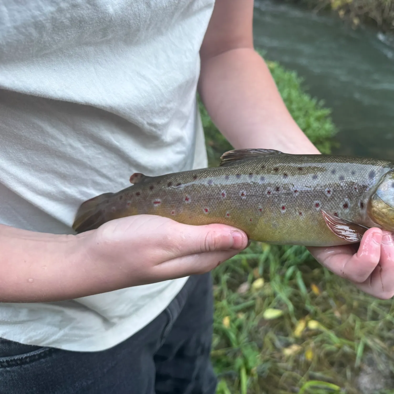 Brown trout caught on Fishbrain
