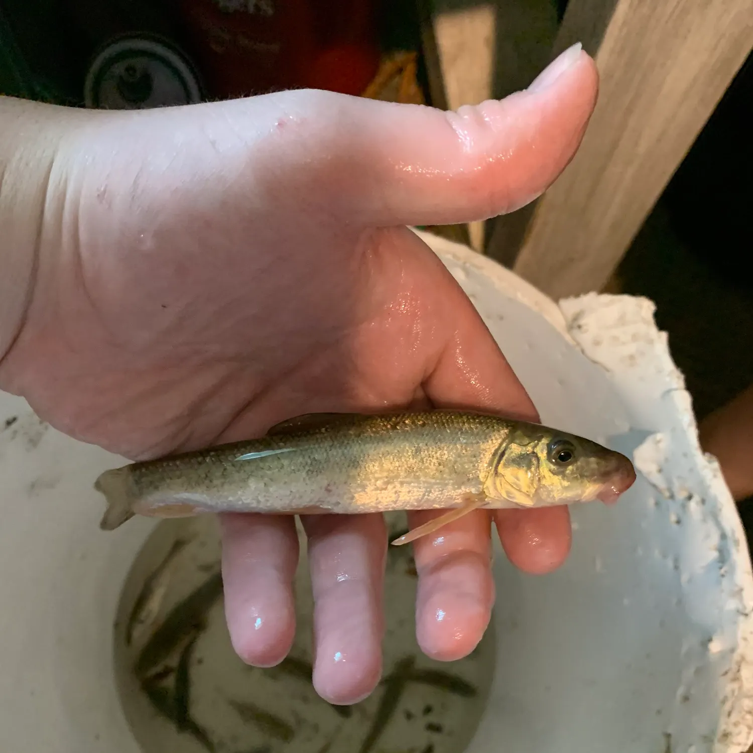The most recent Western blacknose dace catches on Fishbrain