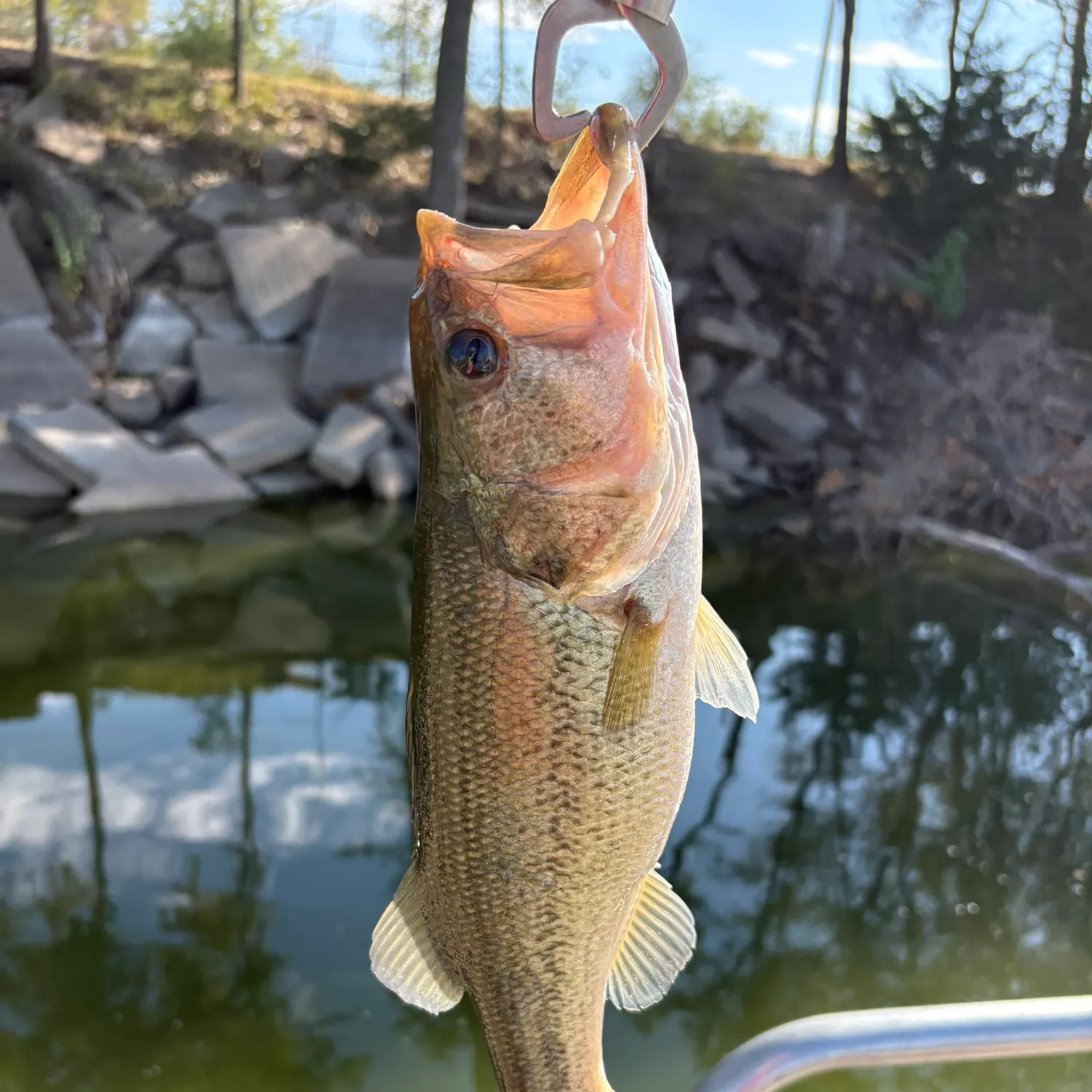 Largemouth bass caught on Fishbrain