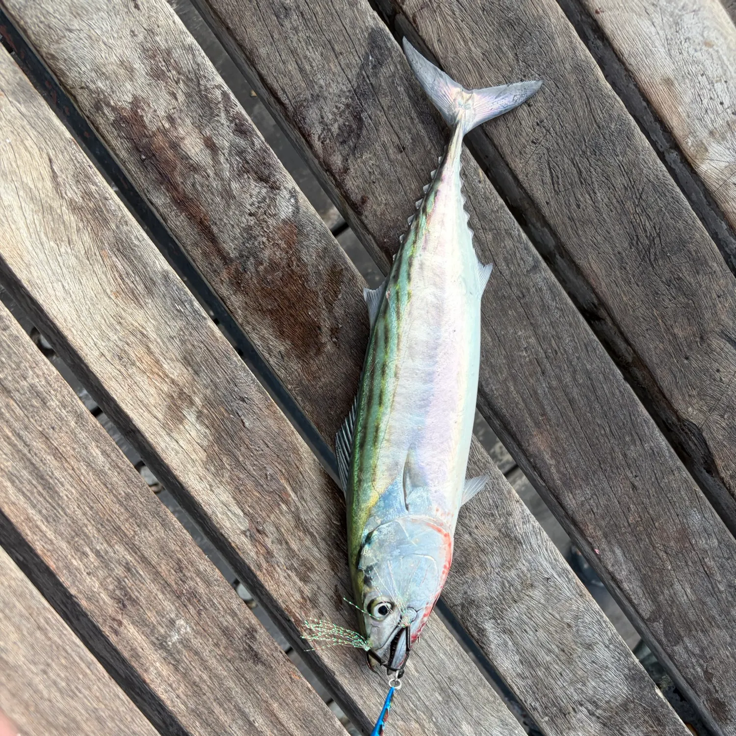Pacific bonito caught on Fishbrain